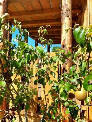 Jardin de l'établissement Cabane insolite TOUT CONFORT Chalet Gites Luzy Morvan Bourgogne