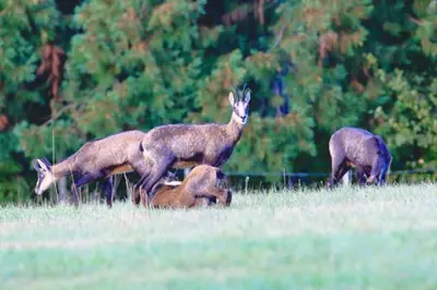 Animaux dans l'appartement ou à proximité