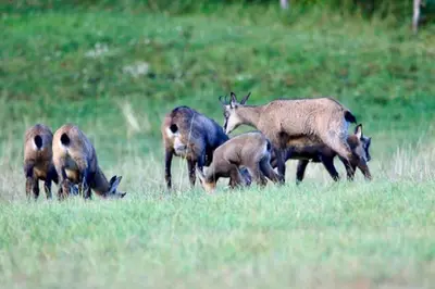 Animaux dans l'appartement ou à proximité