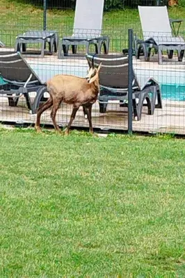 Animaux dans l'appartement ou à proximité