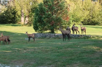 Animaux dans l'appartement ou à proximité